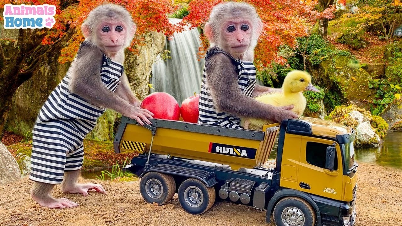 Monkey BiBi obedient take care of her friends