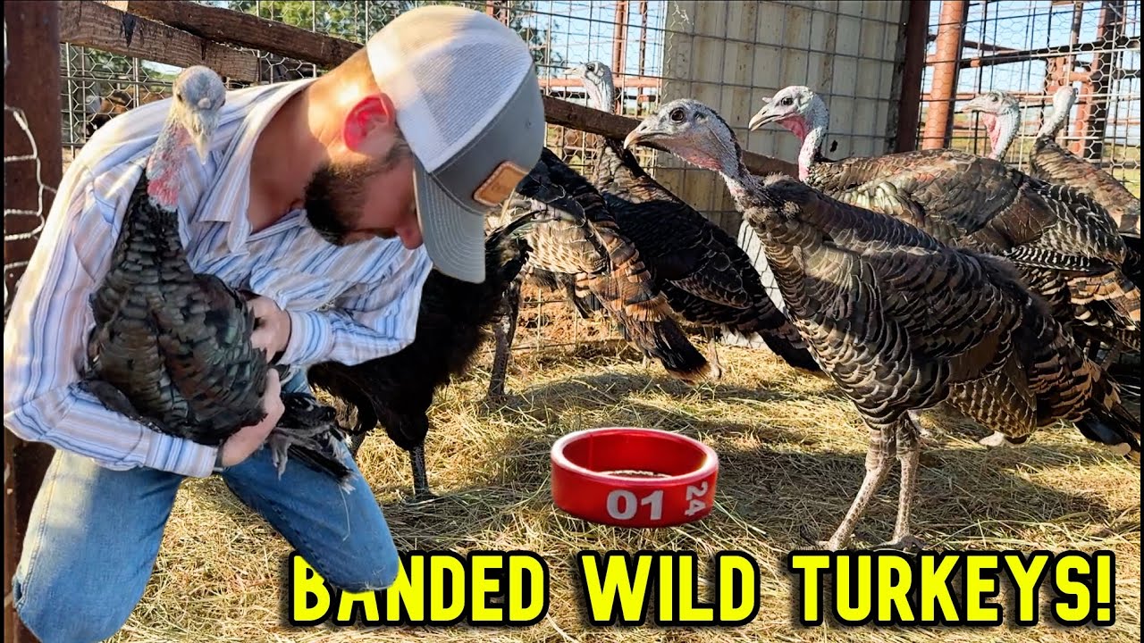 We Banded Our WILD Turkeys! Release or Raise!?