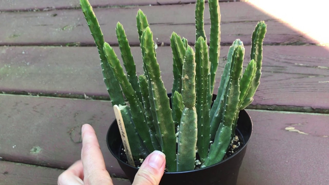 My Stapelia And Huernia Collection And Gift Unboxing