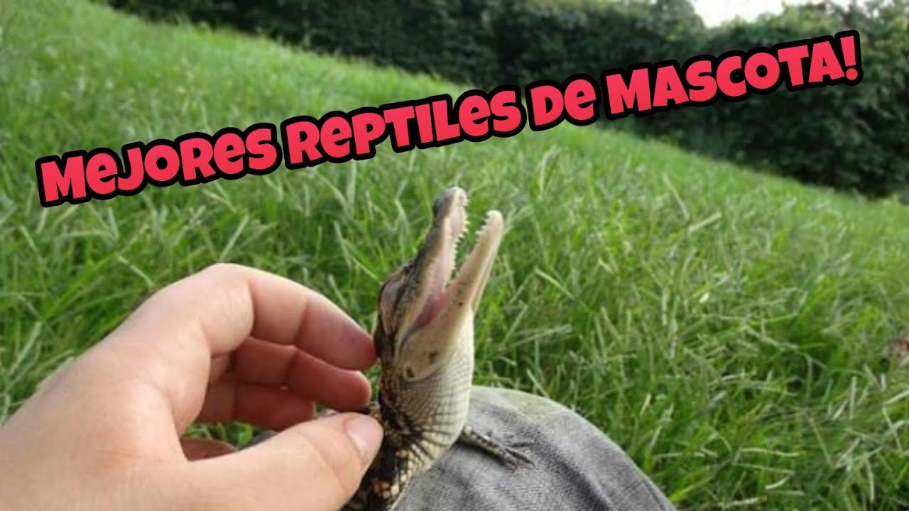 5 Mejores Reptiles de Mascota!!