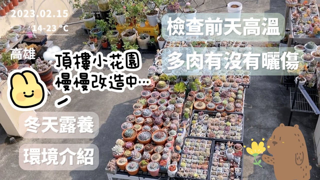 秋冬在頂樓露養多肉植物的環境｜發現老樂要出事了？｜紀錄入坑將近2年的多肉小花園現況總覽｜慢慢一點一滴的改造花園