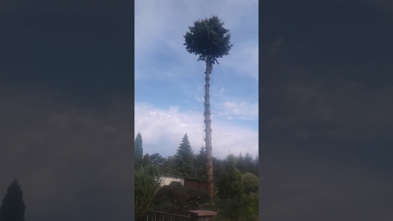 Abtragen einer Fichte - De Boomschubser