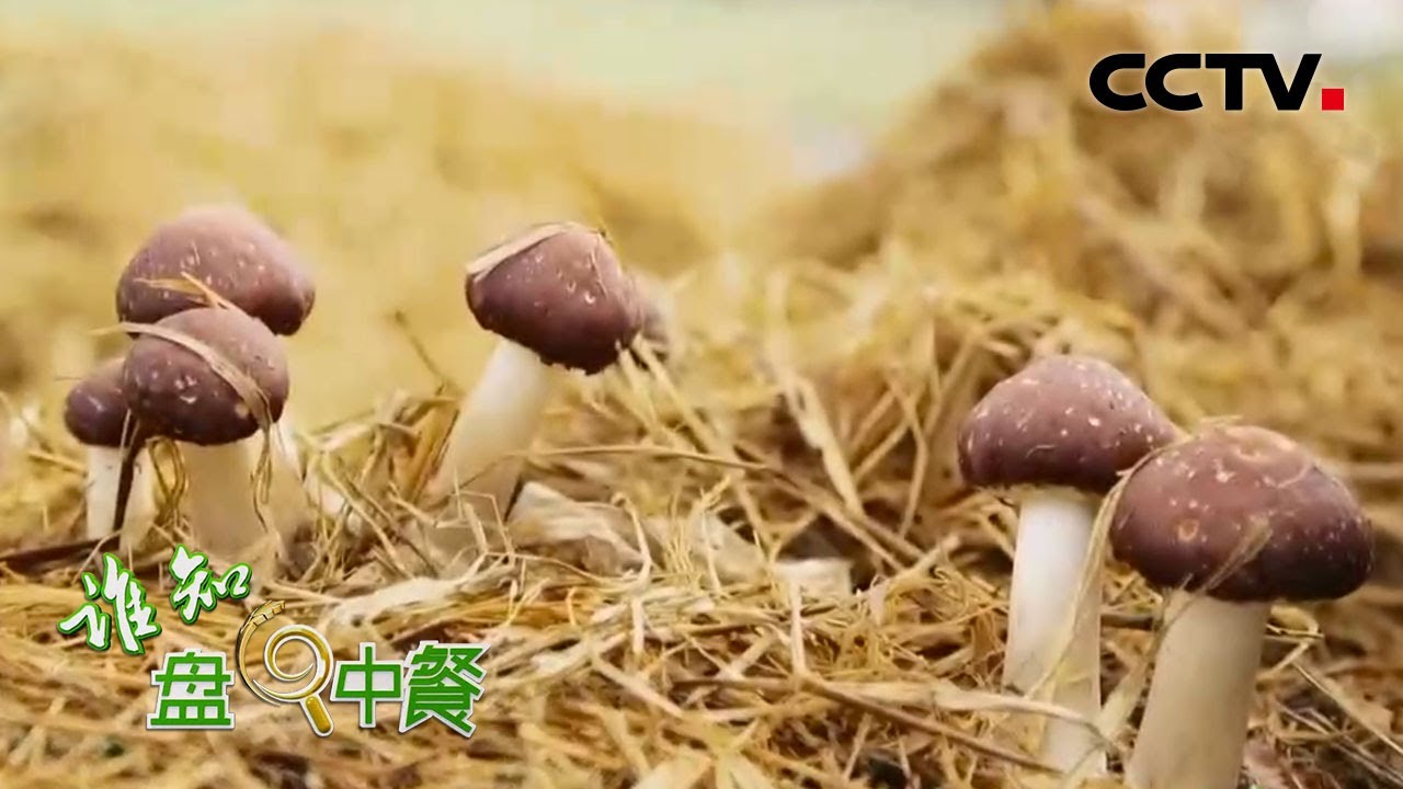 清甜爽口红松茸身份大揭秘！葡萄园里就地取材也能成功种植？| CCTV「谁知盘中餐」20210324