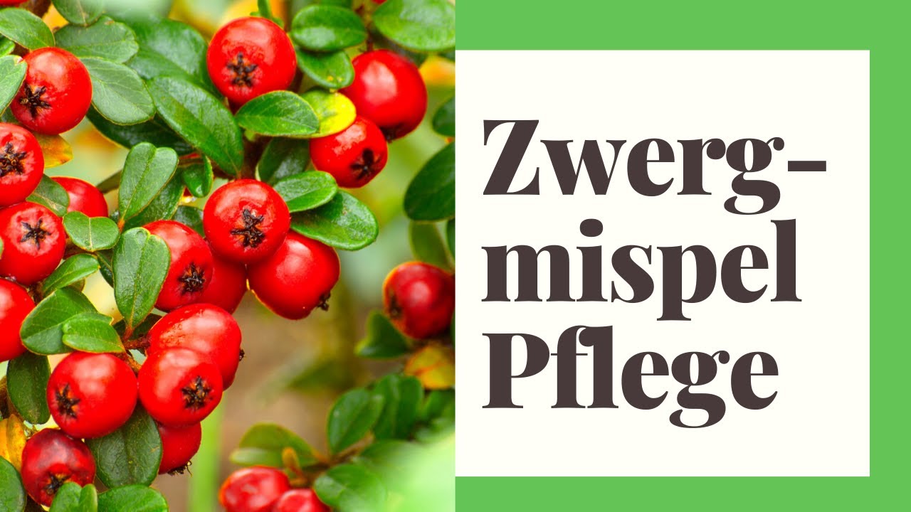 Zwergmispel Pflegen - So geht's richtig