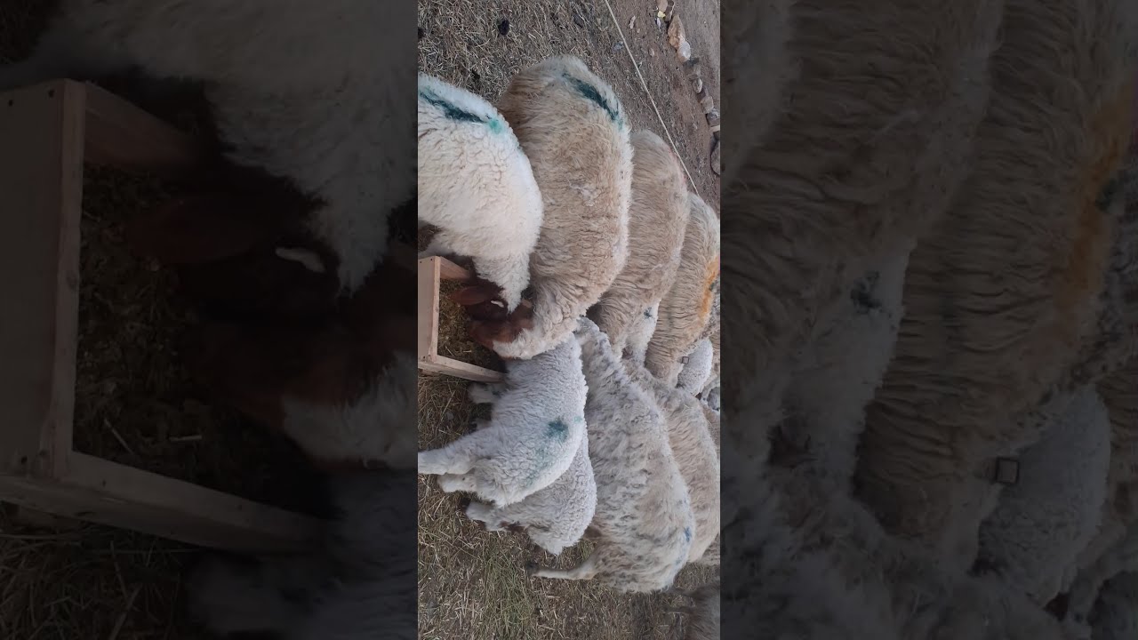 KOYUNA MISIR SLAJININ FAYDALARI,SAMAN,ARPA,SLAJ,YEM RASYONU...