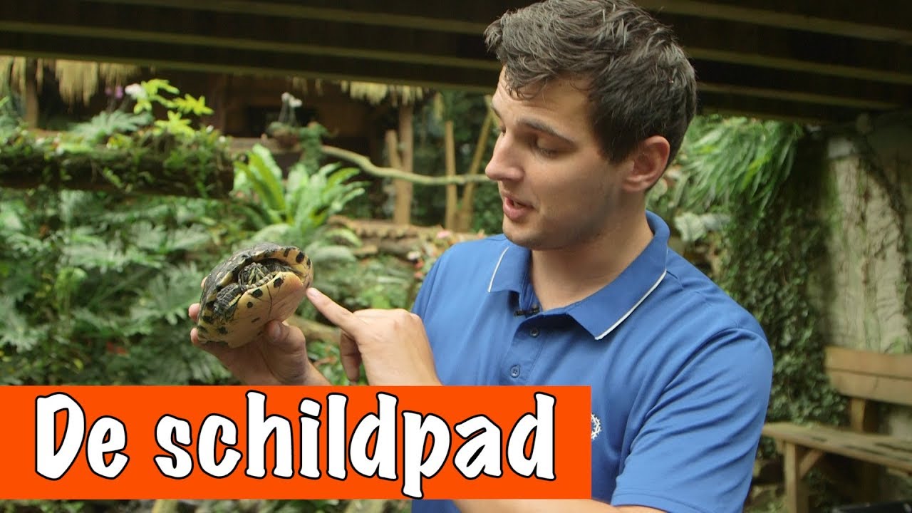 Alles over de waterschildpad 🐢  | DierenpraatTV