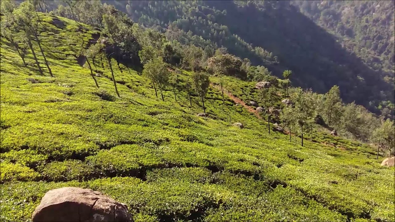 Ooty Tea Garden