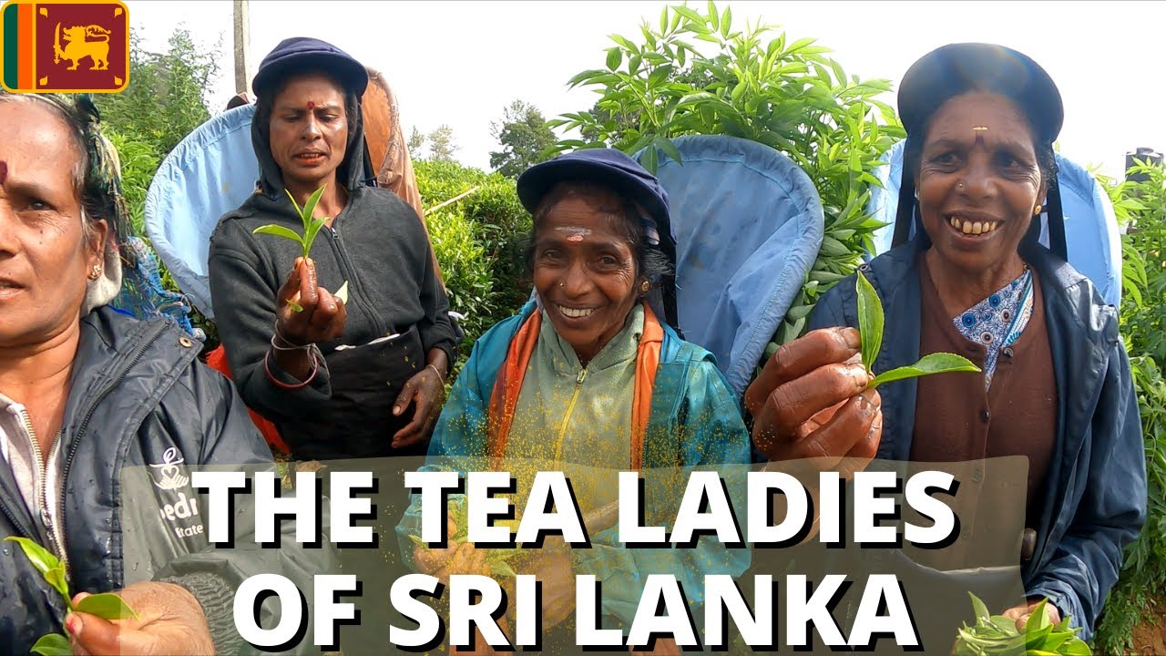 The Tea Ladies of Sri Lanka 🇱🇰