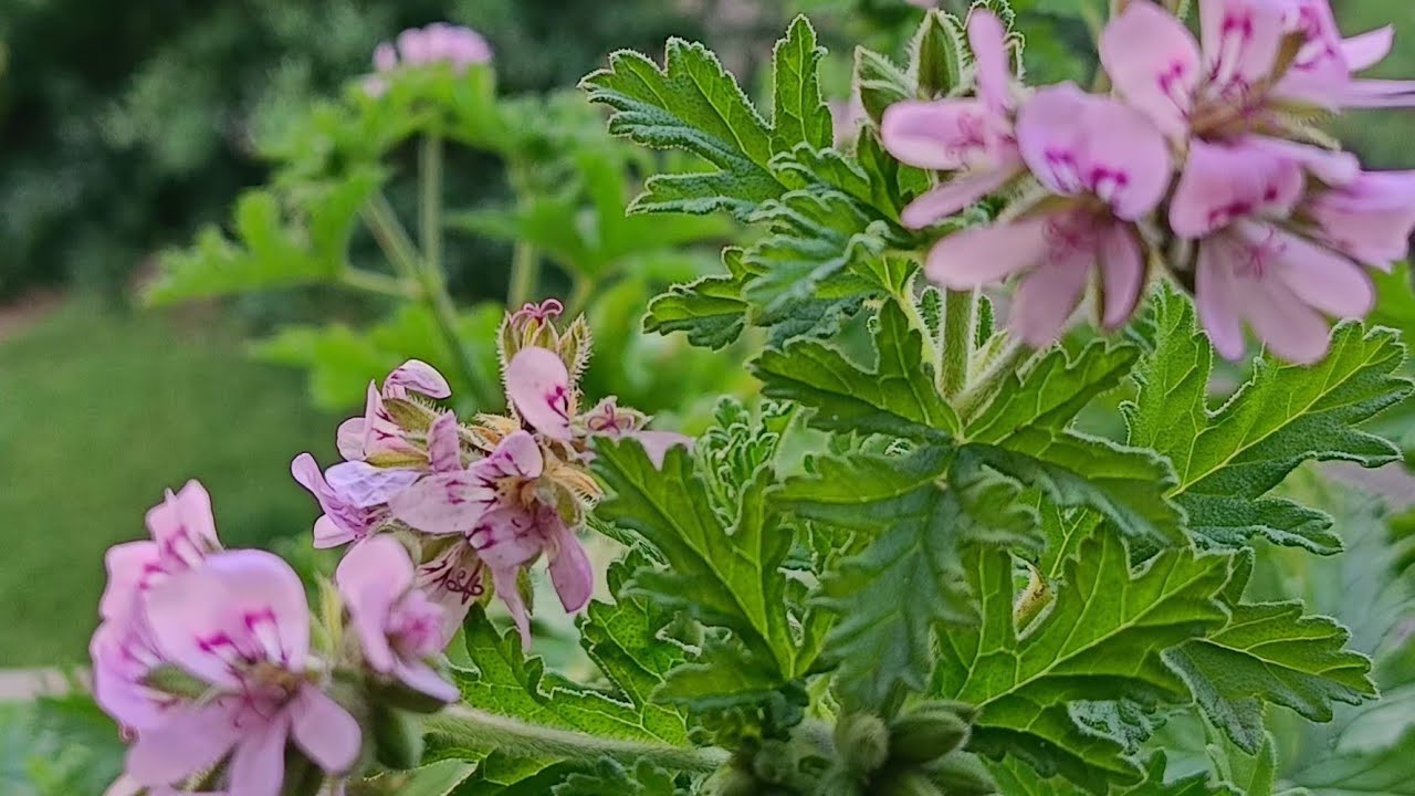 Itır Sardunya budama , dikim /Itır çiçeği/Şifalı bitkiler 🌱