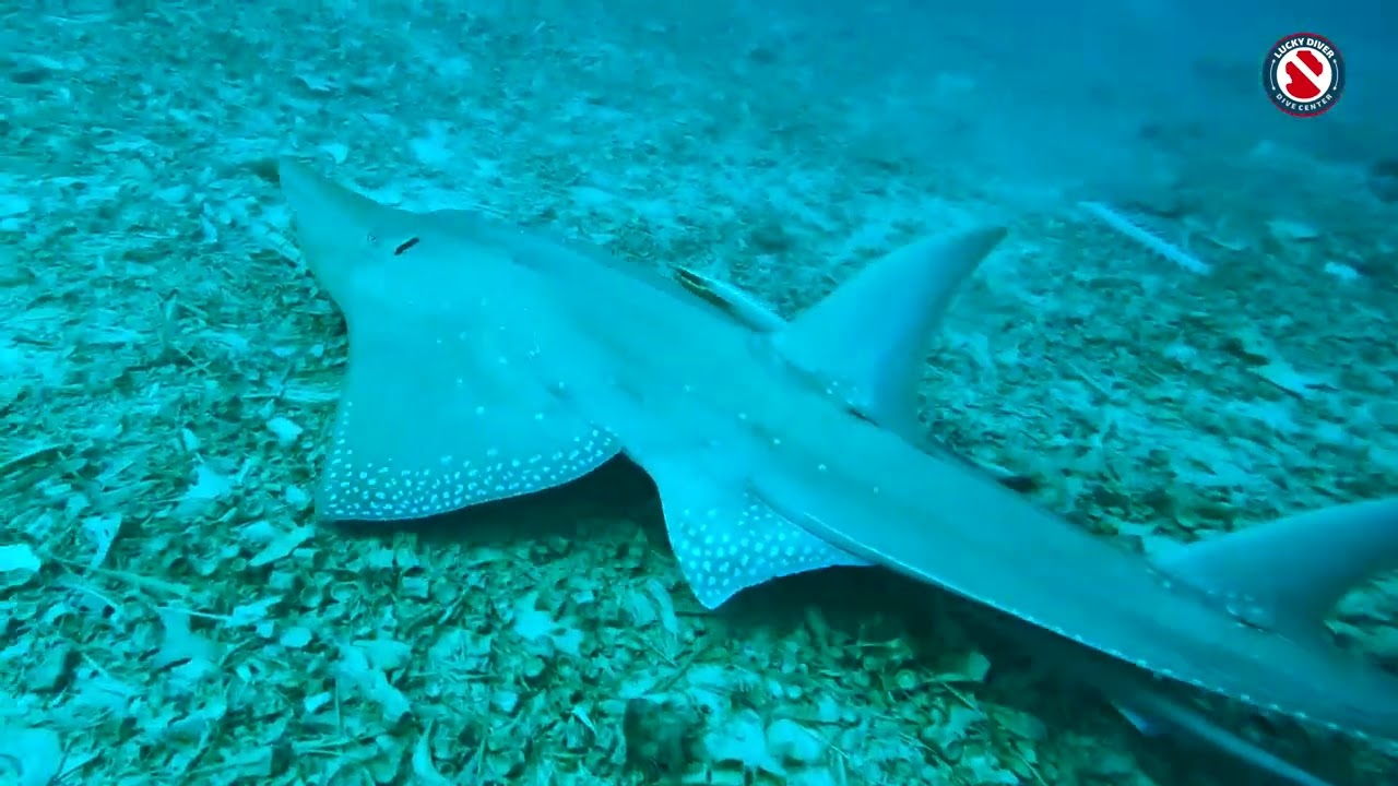 Maldives dive safari 2023/03 day1