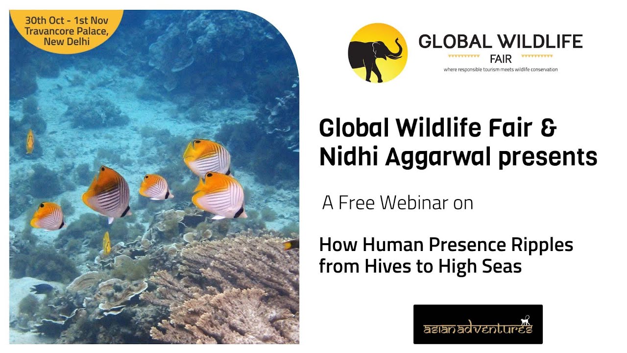 Global Wildlife Fair presents a FREE webinar on How Human Presence Ripples from Hives to High Seas
