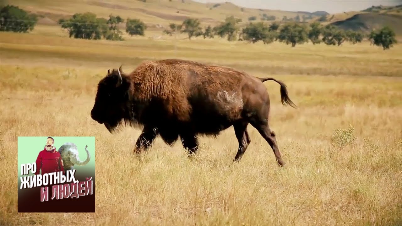 Индейцы и бизоны. Про животных и людей. Фильм 2