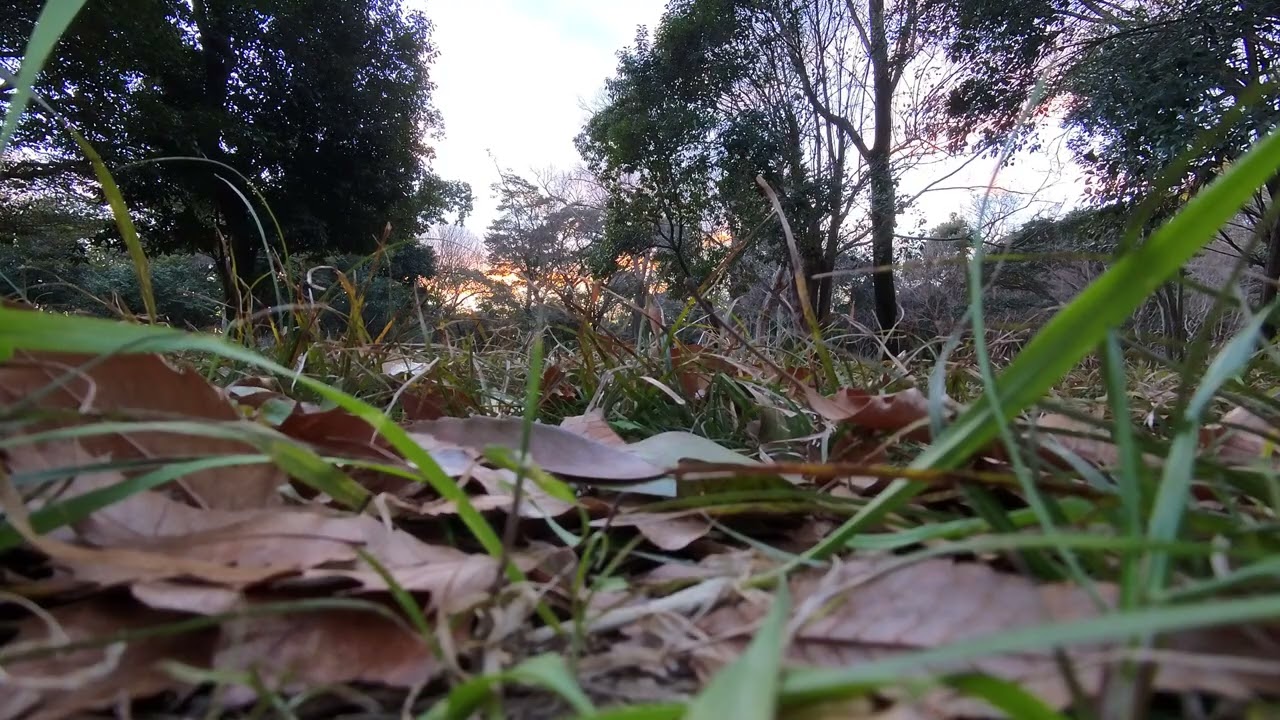 VID 20260203 171947 00 005