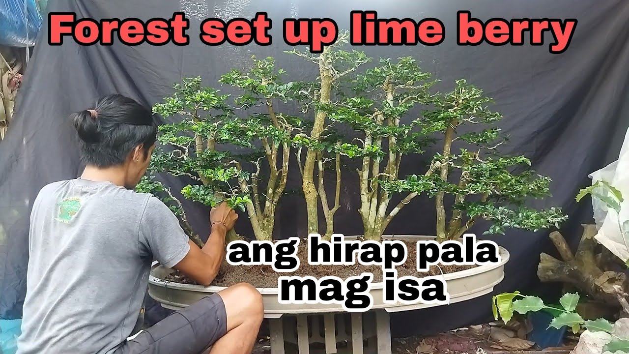 Lime berry or wild lemon forest set up and landscape