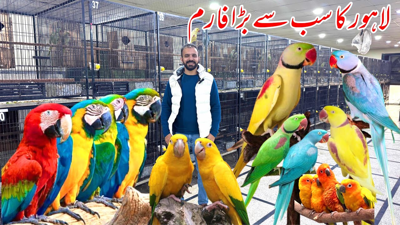 Biggest Parrot breeding Farm In Lahore Pakistan | Macaw farming | Raw farming | Karachi | 2025