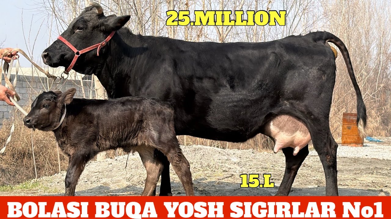 BOLASI BUQA SUTDOR SIGIRLAR😳NARXLAR BOMBA😱25.MILLION