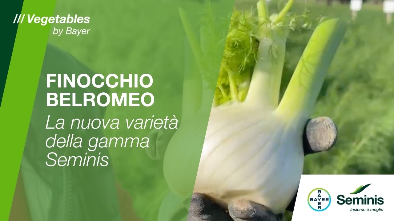 Finocchio Belromeo /// Seminis by Bayer