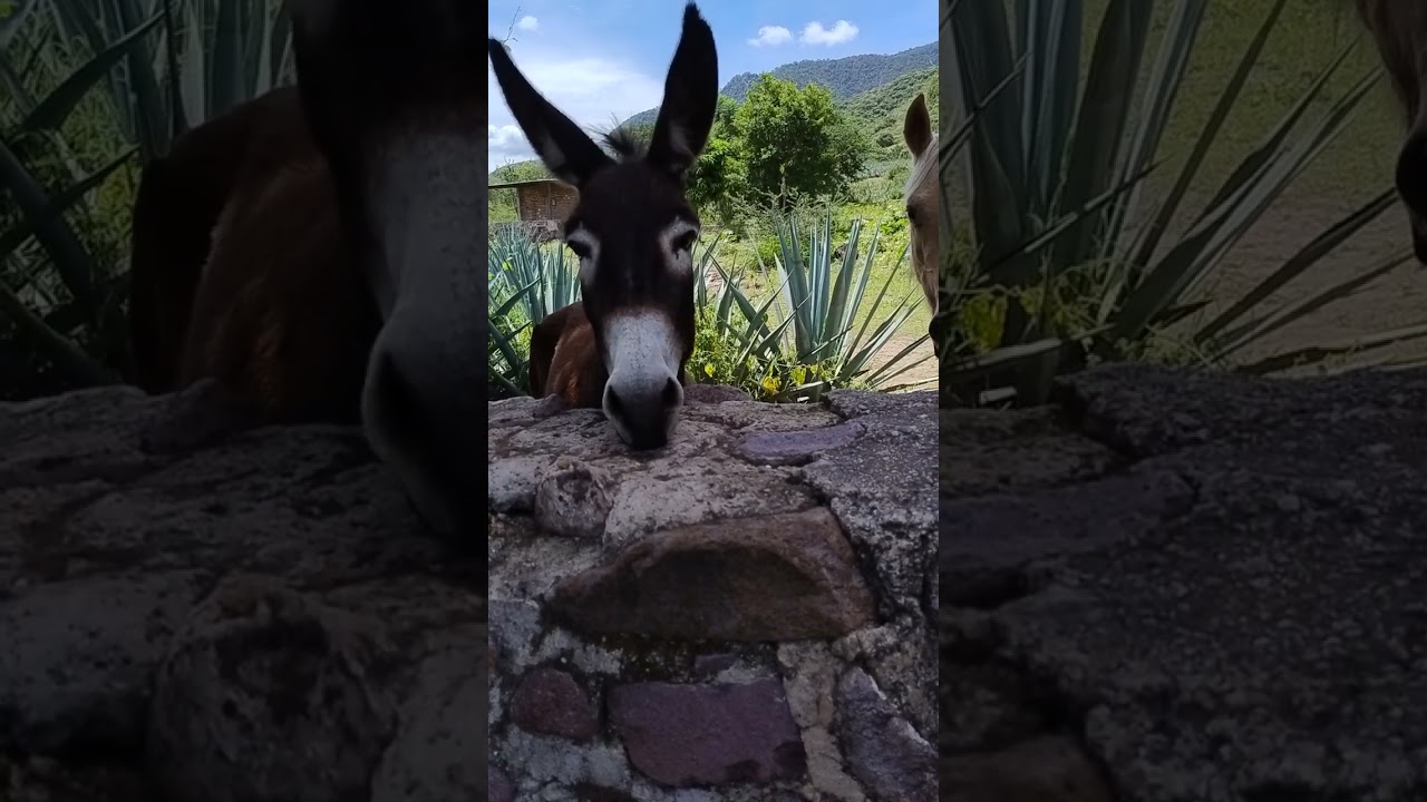 Los animalitos de la mora Jalisco México...