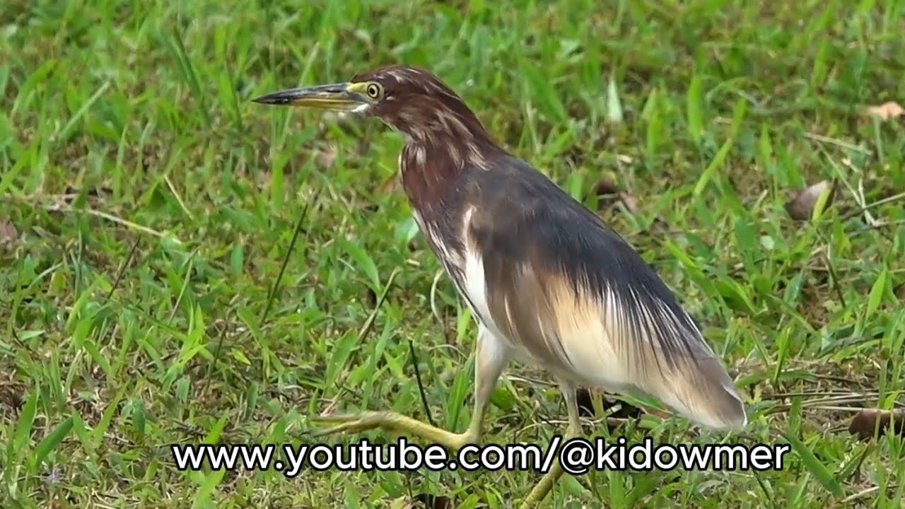 Migratory CHINESE POND HERON in breeding plumage, Singapore 