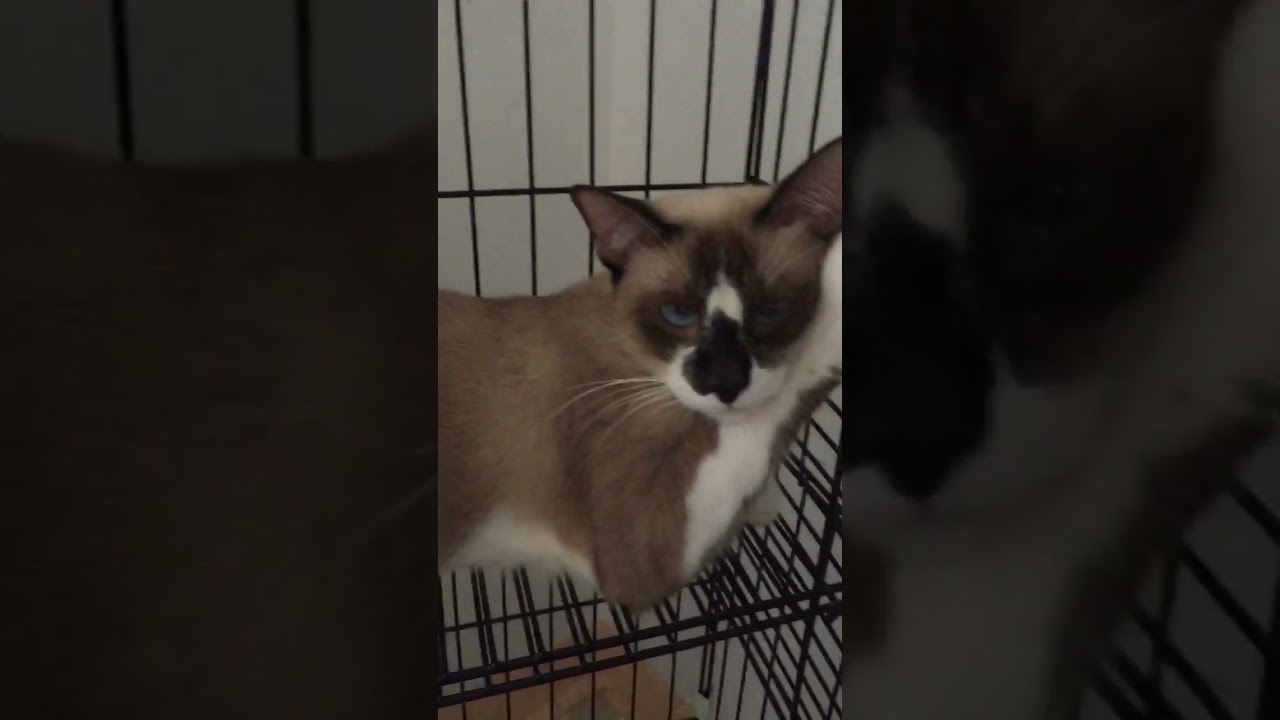 What does bored cat look like? 😅 #siamese #cat #tyga #catlover #bored #boredinthehouse #blueeyes