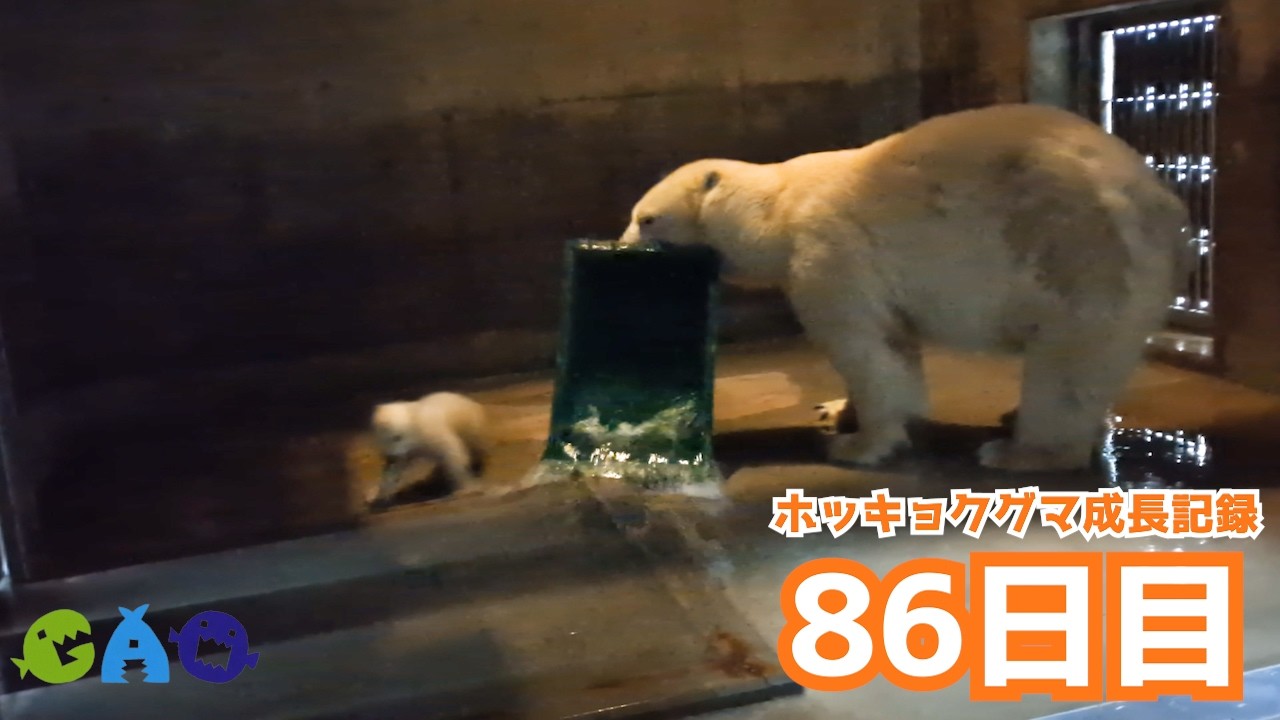 【86日目】ホッキョクグマ成長記録33　プールの練習は台無し