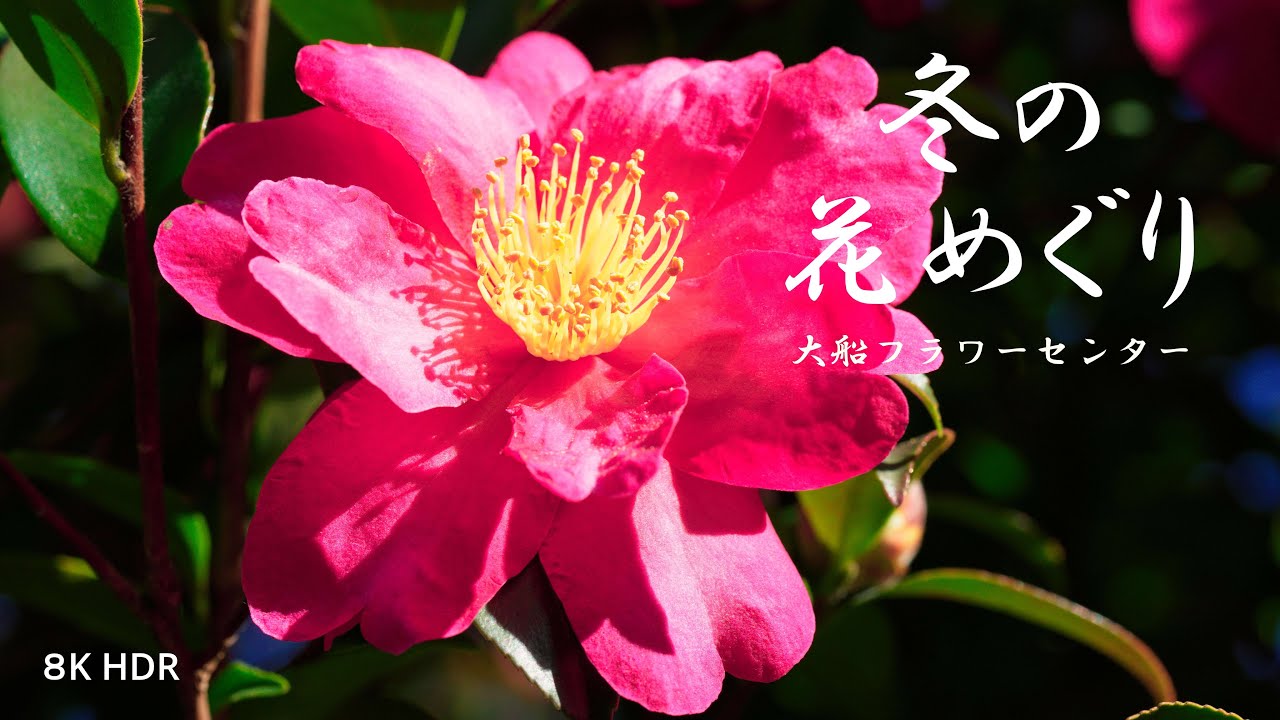 冬の花めぐり【大船フラワーセンター】8K HDR