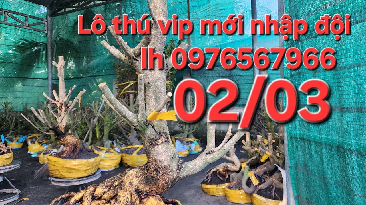 02/03 MINH NHÍ ☎️0976567966 MỚI NHẬP LÔ THÚ VIP PHỤC VỤ CẢ NHÀ XIN ỦNG HỘ ❤️❤️❤️