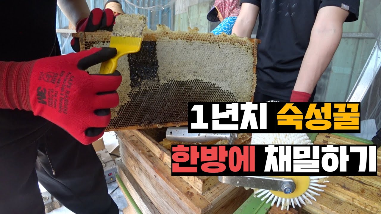 오직 숙성꿀만 채밀하는 양봉업자 농장에서 1년치 숙성꿀채밀 품앗이하기