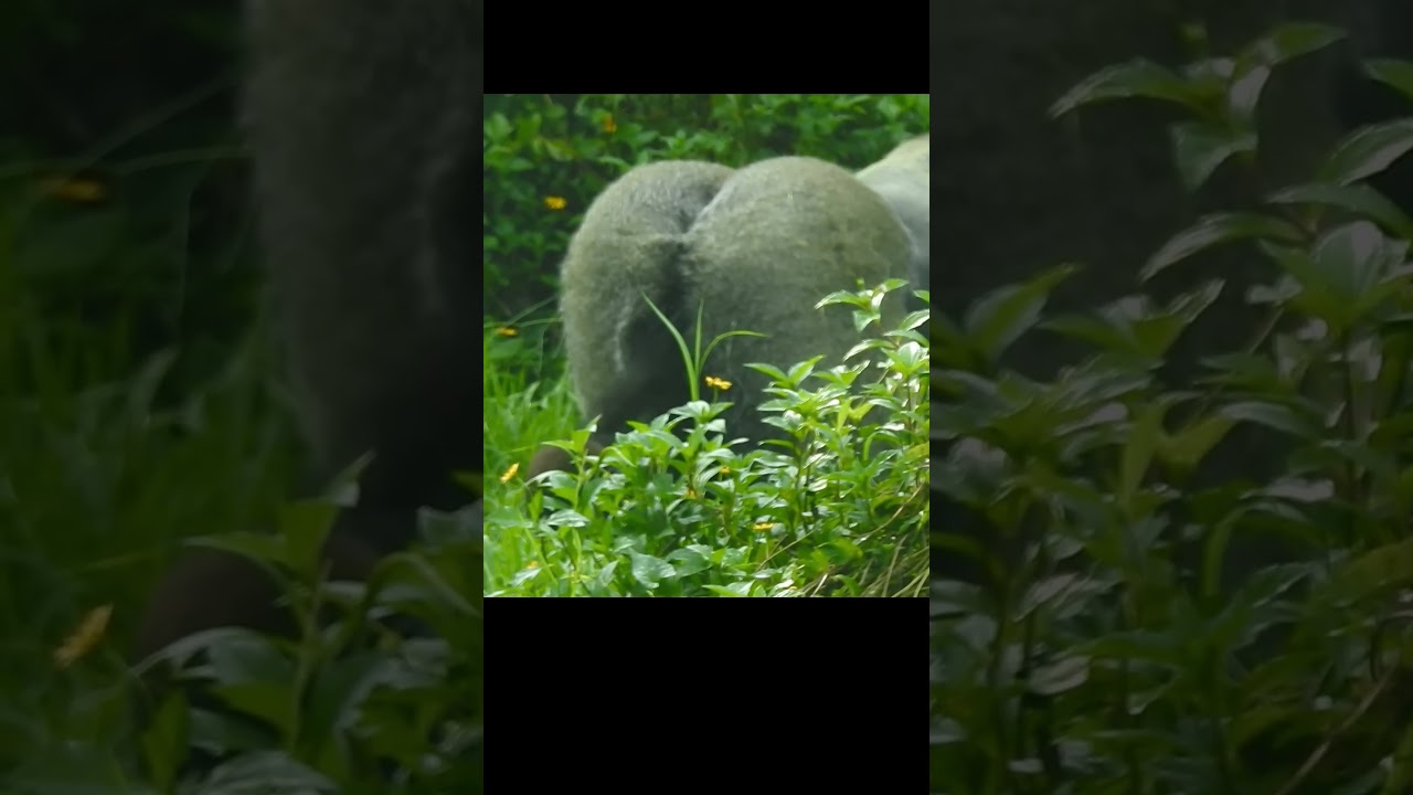 Don't touch。Silverback #Gorilla D'jeeco 22y9m old dad & son Jabali 9m old #shorts #shorts 不要摸