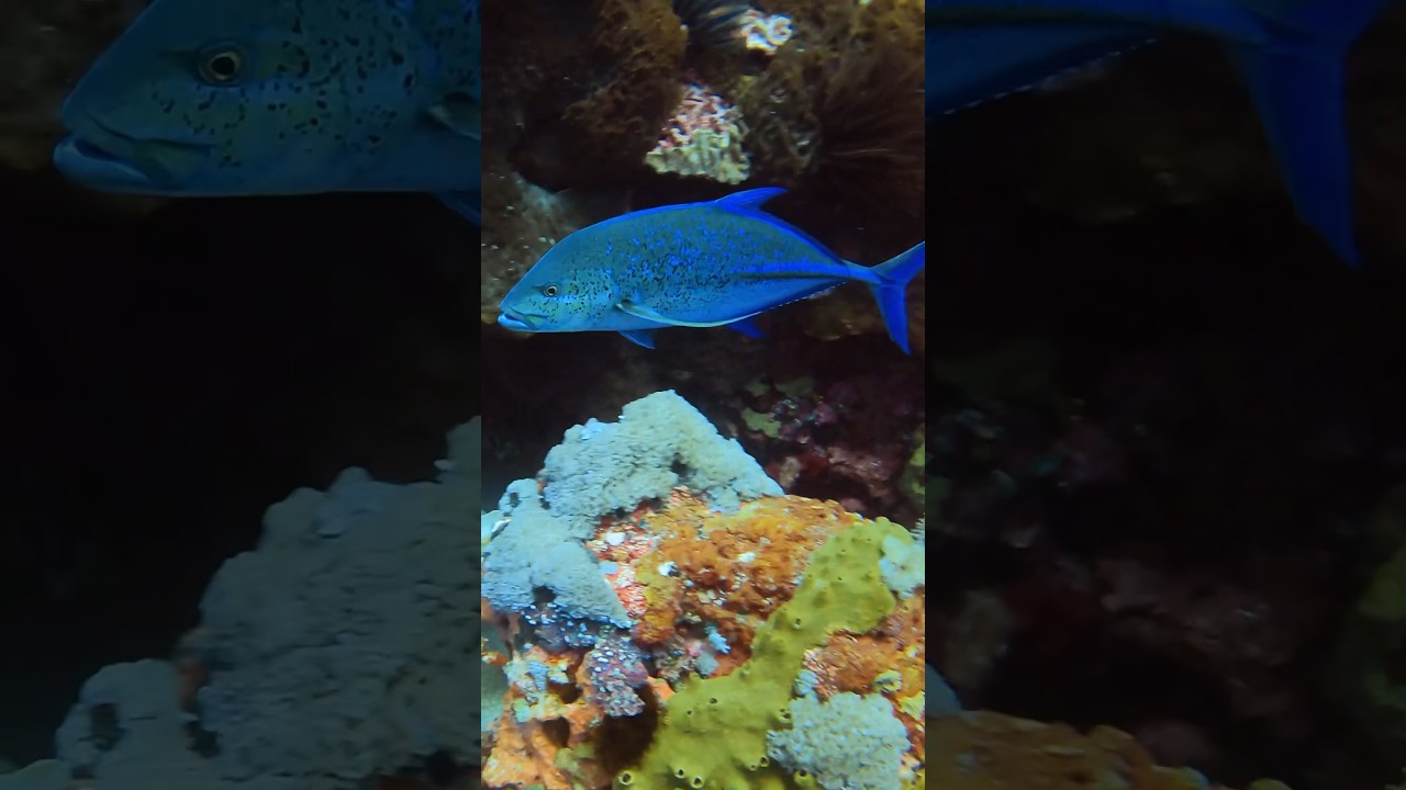 Blue on blue &mdash; meet the Bluefin trevally.🫧☺️ #bali #fish #scubadiving #scuba #scubalife