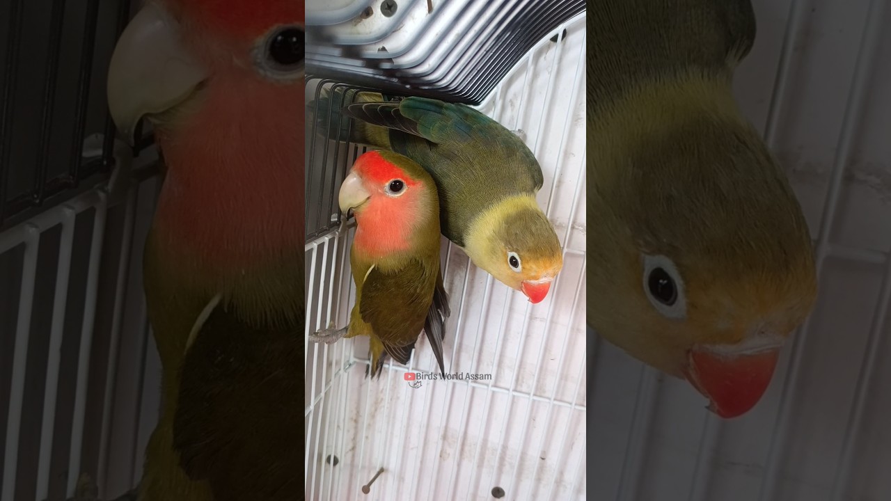 Love Birds Eye Infection 😨 #birds #budiges #parrot #budgies #birdslover #pets #lovebirds #youtube