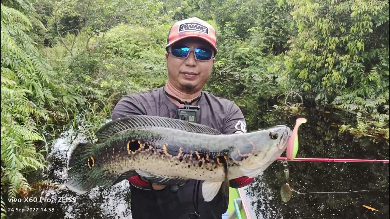 Rapala Classic Vaaksy Rod VS  Ikan Kerandang