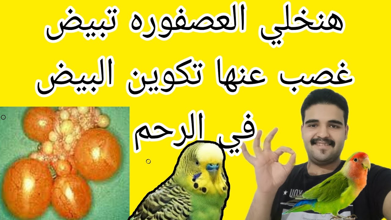 تجهيز عنقود البيض في رحم النتايه لعصافير البادجي استرالي طيور الكوكتيل بالكالسيوم والبيض بالبقسماط