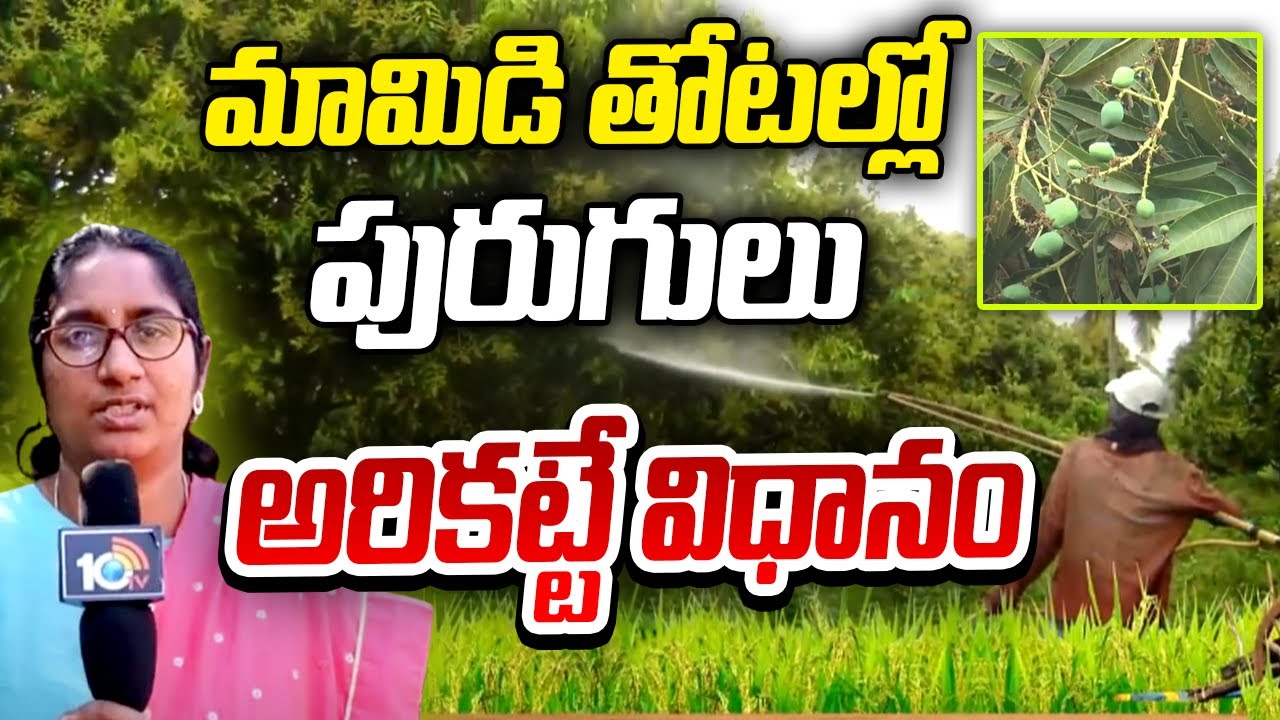 మామిడి తోటల్లో పురుగులు అరికట్టే విధానం | Pest Control In Mango Orchards | Matti Manishi | 10TV