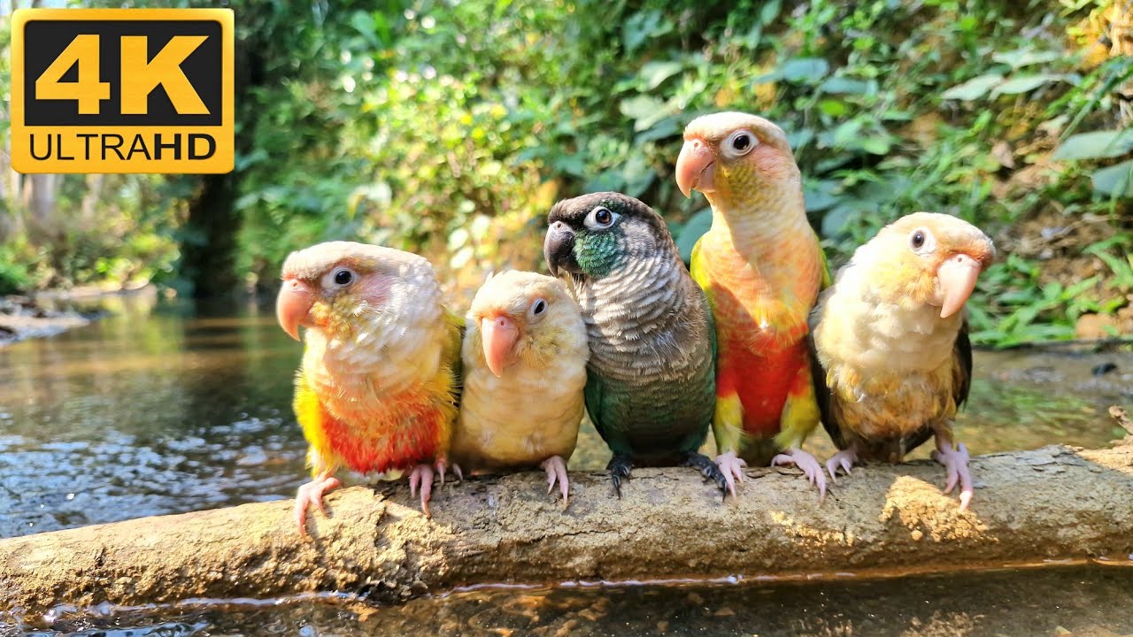 4K Videos : Video of a parrot relaxing in the forest, Conure bird sounds.