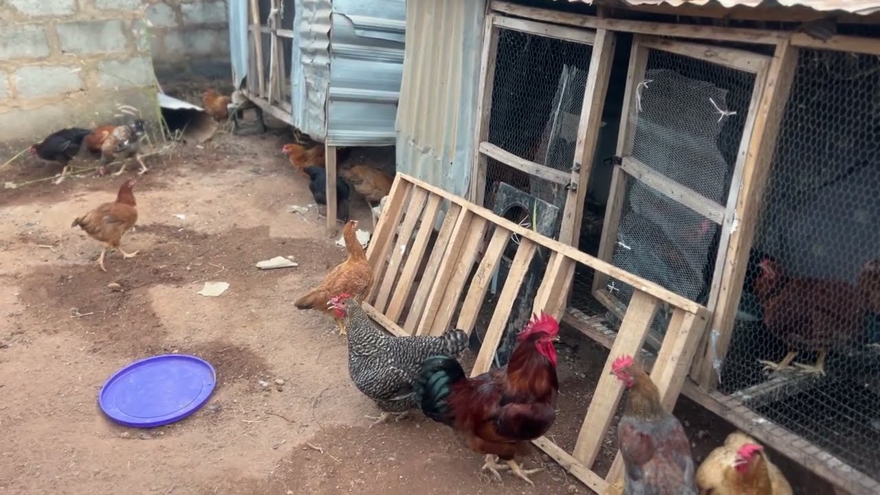 #TrustedFarm #PoultrySupplier #FarmBusinessOwner #AgriBusiness #FarmSupply #BulkChicken #FarmOrders 