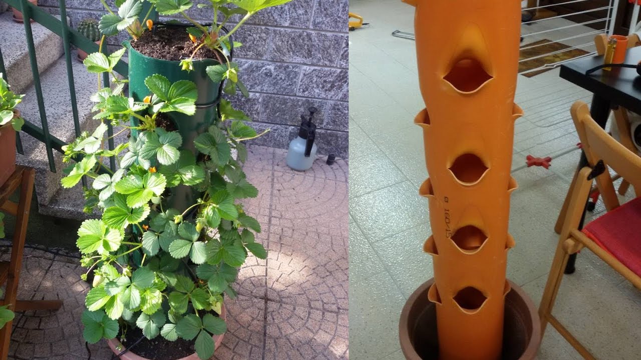 Strawberry tower tube culture