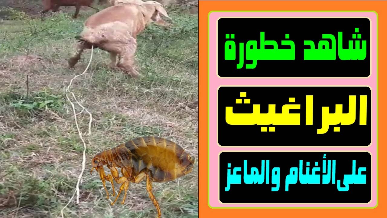 كارثة قد تسببها البراغيث لو تركتها في أغنامك