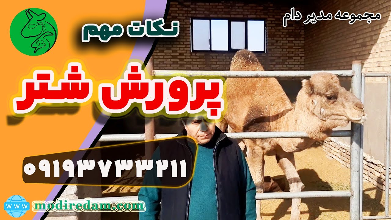 راهنمای کامل آموزش پرورش شتر | 09193733211
