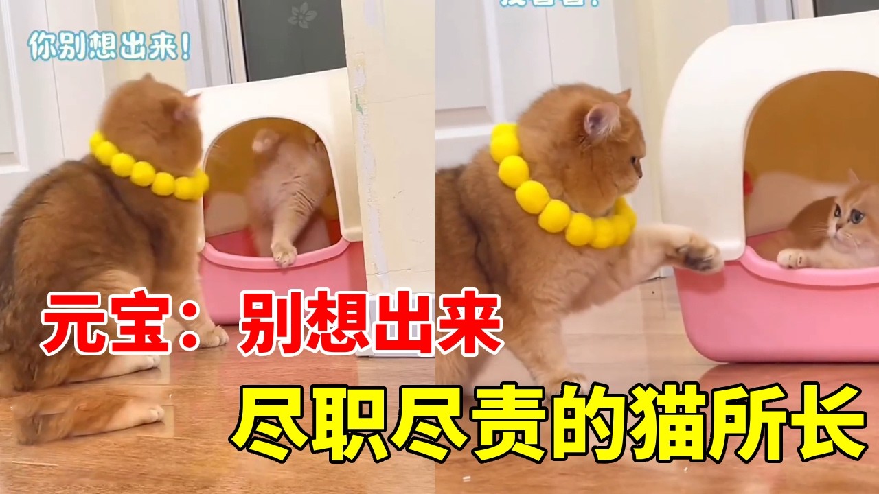 尽职尽责猫所长的一天 #心思全写在脸上的猫 #话痨猫#小猫咪能有什么坏心眼