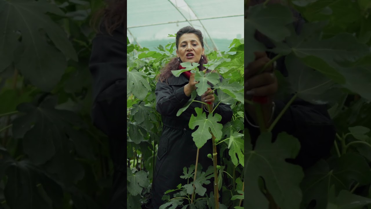 Totul despre smochin &ndash; plantare, &icirc;ngrijire și sfaturi pentru rod bogat