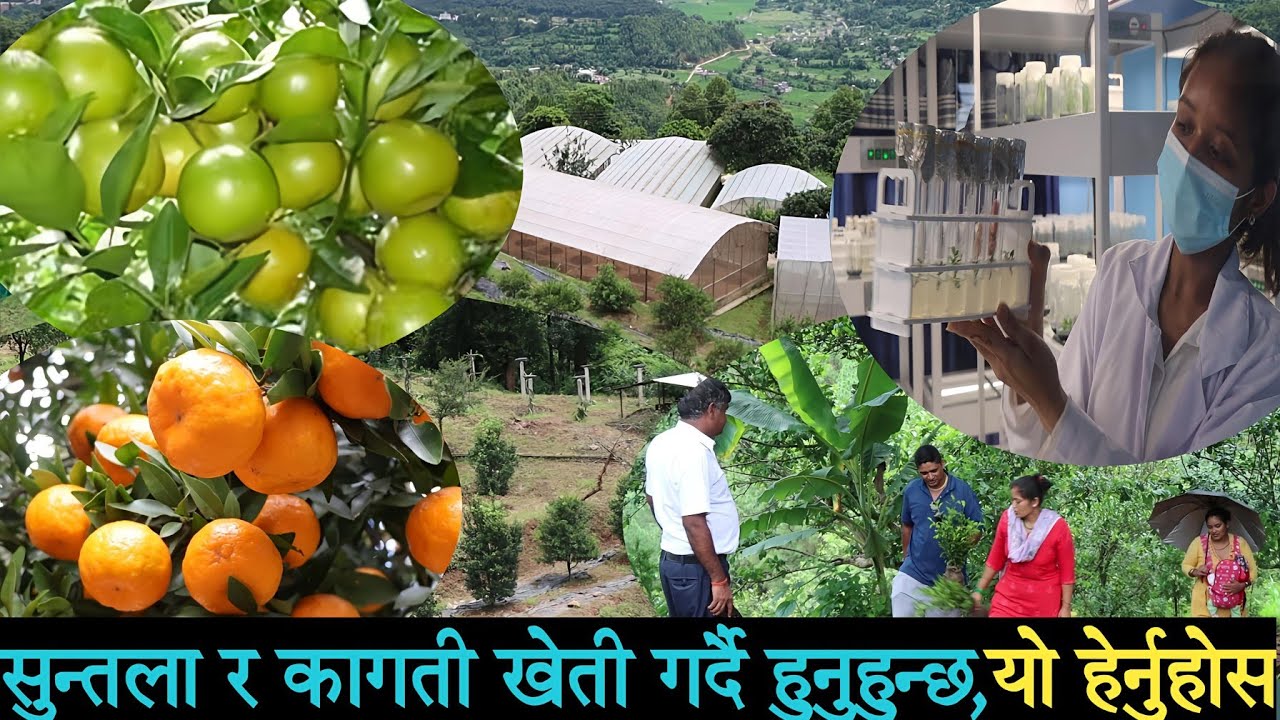 kagati ra suntala kheti in nepal  कागती र सुन्तला खेती यसरी गरौं