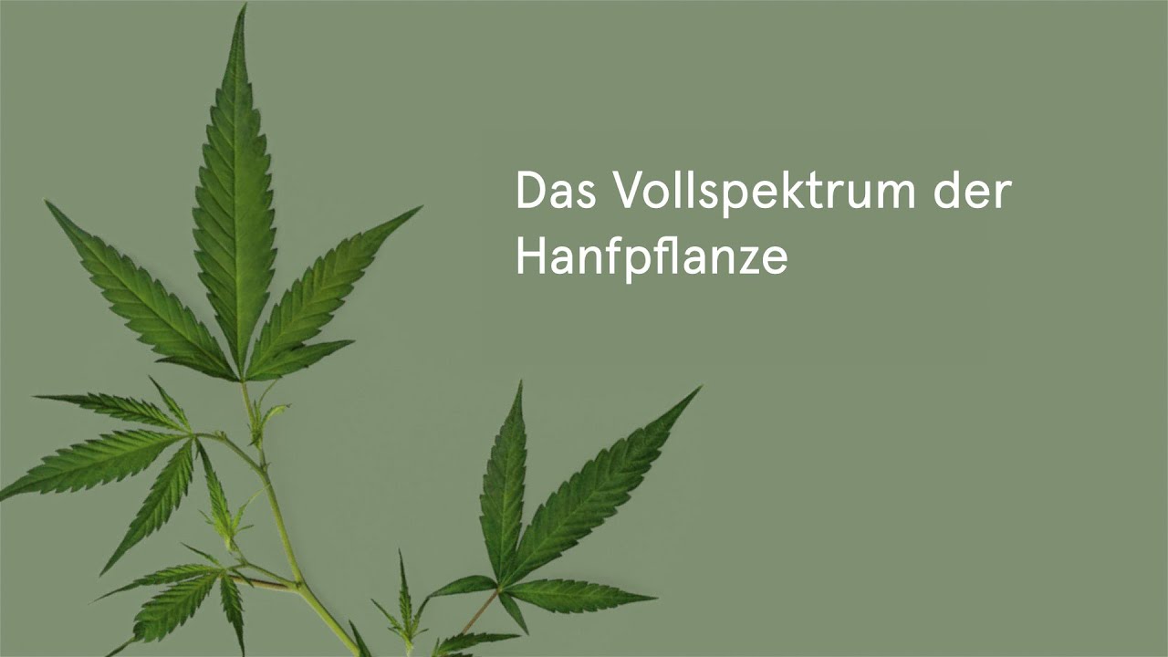 Was bedeutet Vollspektrum der Hanfpflanze? 🌱 BioBloom