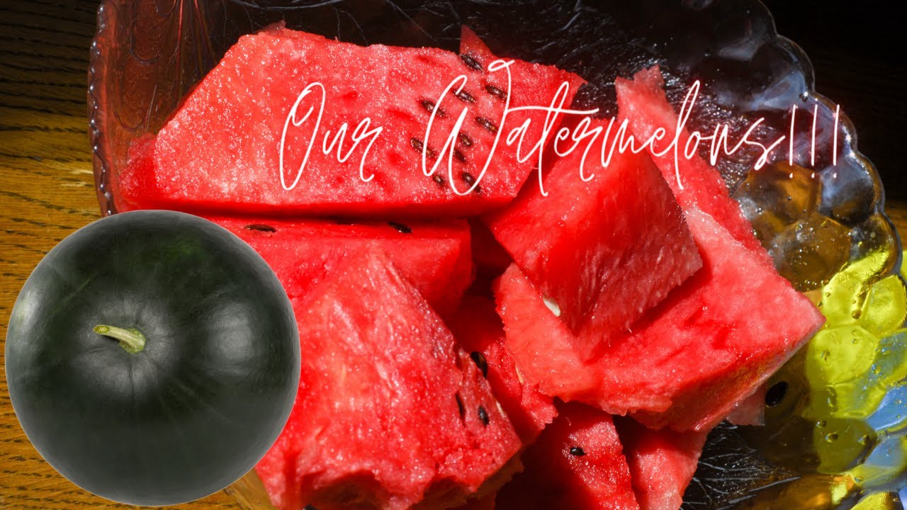 Harvesting and Cutting Open Our Watermelons | Sugar Baby and Black Diamond #watermelons #growing