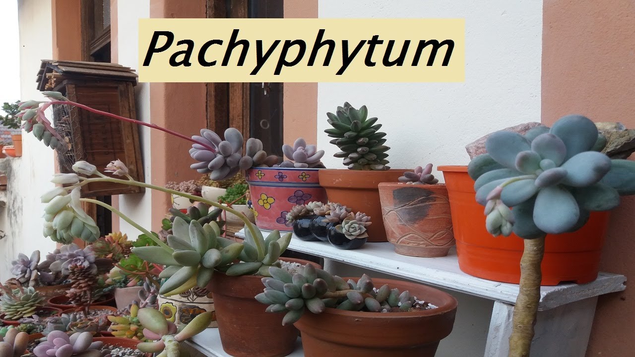 Pachyphytum. Floración. Identificación. Suculentas #pachyphytymoviferum #pachyphytumwerdermannii