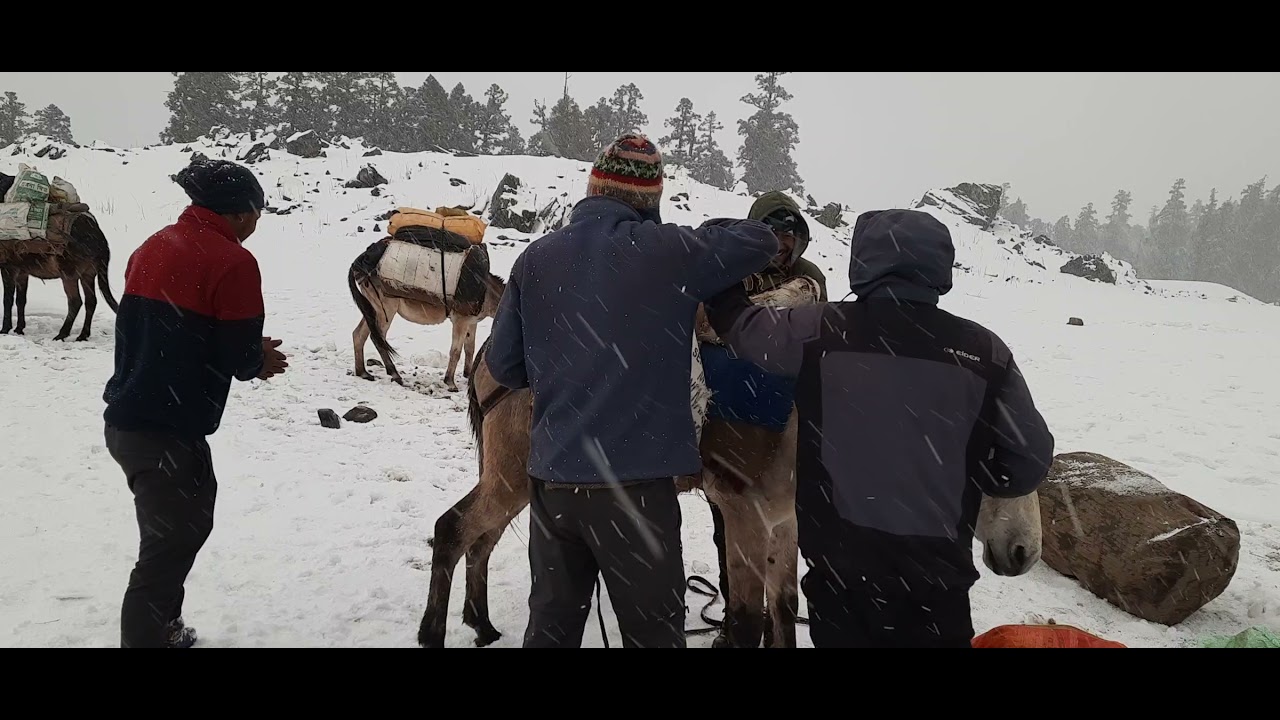 Himalaya harsh weather conditions, loading mules