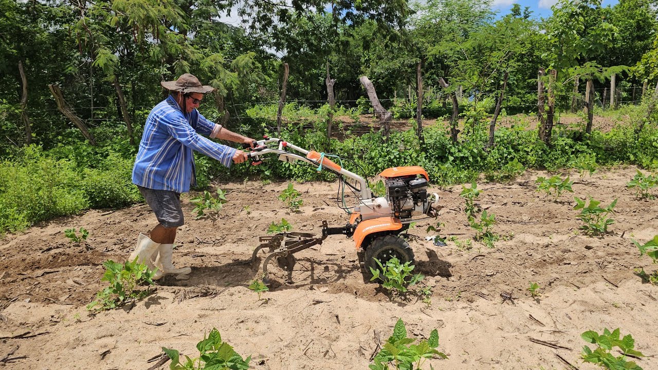 Cultivando roçado feijão na Clarinha Itapetim PE em 1003-26