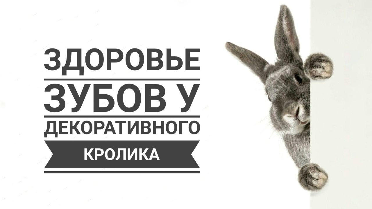 Здоровье зубов декоративных кроликов | Dental health of decorative rabbits