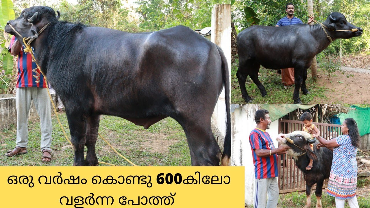 ARJ ഫാമിൽ നിന്നും വിറ്റ പോത്തുകളുടെ വളർച്ച കണ്ടോ?ഒരു വർഷം കൊണ്ടു 600 കിലോ|ARJ Murrah Buffalo farm