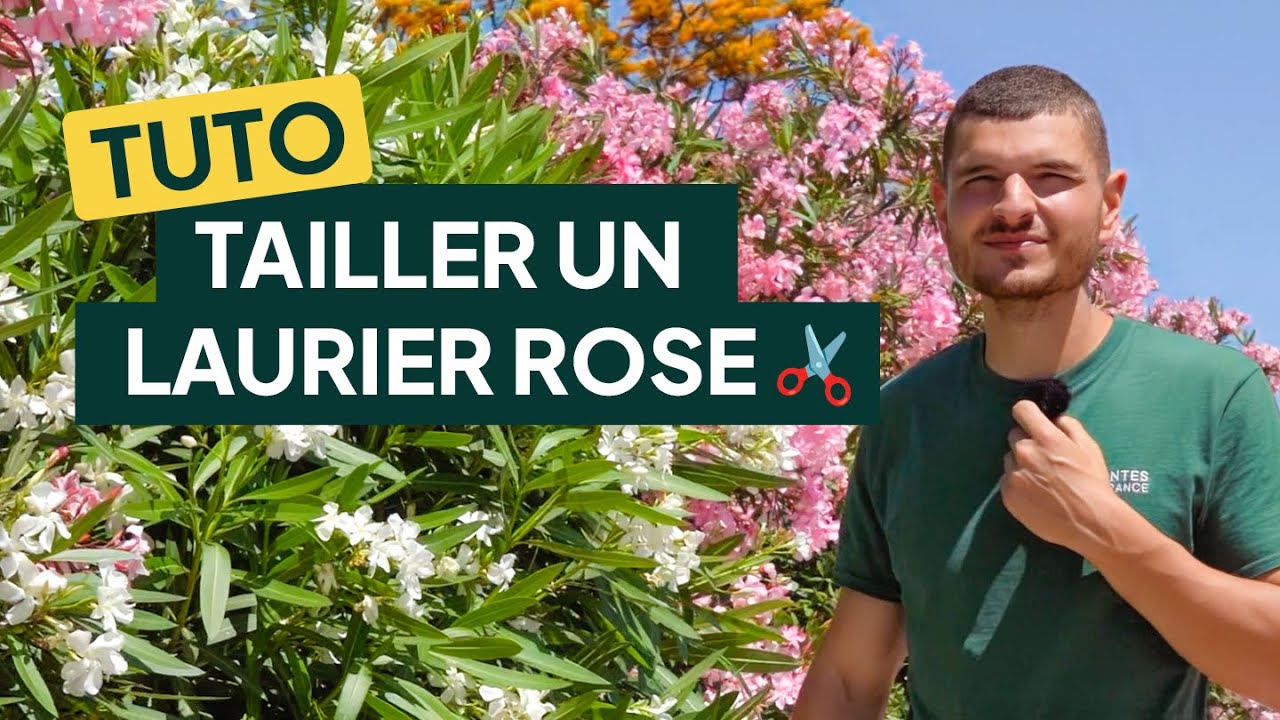 COMMENT TAILLER UN LAURIER ROSE ✂️ – Quand, comment et pourquoi tailler ?